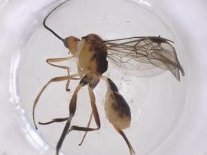  ( - CBG-A38080-A11)  @11 [ ] CreativeCommons - Attribution Share - Alike (2024) Centre for Biodiversity Genomics Centre for Biodiversity Genomics