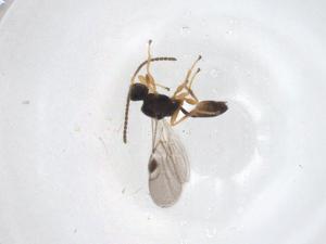  ( - CBG-A38092-G07)  @11 [ ] CreativeCommons - Attribution Share - Alike (2024) Centre for Biodiversity Genomics Centre for Biodiversity Genomics