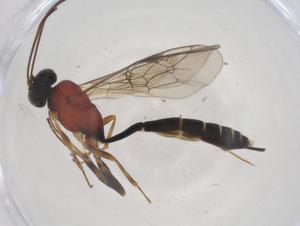  ( - CBG-A38121-B06)  @11 [ ] CreativeCommons - Attribution Share - Alike (2024) Centre for Biodiversity Genomics Centre for Biodiversity Genomics