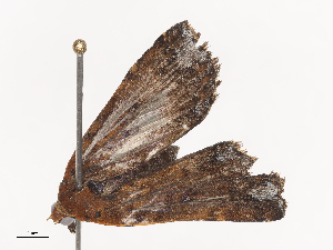  ( - CBG-A38529-C07)  @11 [ ] CreativeCommons - Attribution Share - Alike (2024) CBG Photography Group Centre for Biodiversity Genomics