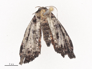  ( - CBG-A38531-G09)  @11 [ ] CreativeCommons - Attribution Share - Alike (2024) CBG Photography Group Centre for Biodiversity Genomics