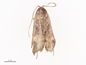  ( - CBG-A38532-B06)  @11 [ ] CreativeCommons - Attribution Share - Alike (2024) CBG Photography Group Centre for Biodiversity Genomics