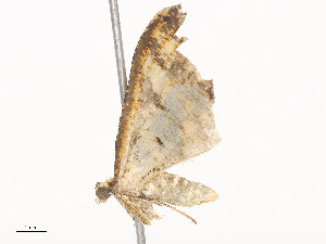  (Psaliodes crassinota292 - CBG-A38533-B06)  @11 [ ] CreativeCommons - Attribution Share - Alike (2024) CBG Photography Group Centre for Biodiversity Genomics