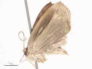  (elachMalaise01 Malaise9669 - CBG-A38533-C02)  @11 [ ] CreativeCommons - Attribution Share - Alike (2024) CBG Photography Group Centre for Biodiversity Genomics