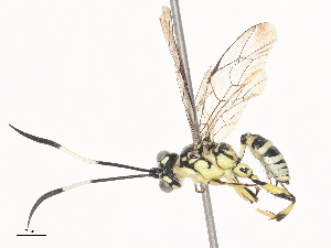  (ichneuMalaise01 Malaise6705 - CBG-A38533-E10)  @11 [ ] CreativeCommons - Attribution Share - Alike (2024) CBG Photography Group Centre for Biodiversity Genomics