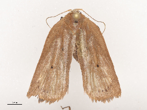  ( - CBG-A38534-F02)  @11 [ ] CreativeCommons - Attribution Share - Alike (2024) CBG Photography Group Centre for Biodiversity Genomics