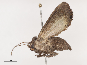  ( - CBG-A38534-F12)  @11 [ ] CreativeCommons - Attribution Share - Alike (2024) CBG Photography Group Centre for Biodiversity Genomics