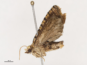  (Auratonota Malaise6582 - CBG-A38534-G07)  @11 [ ] CreativeCommons - Attribution Share - Alike (2024) CBG Photography Group Centre for Biodiversity Genomics