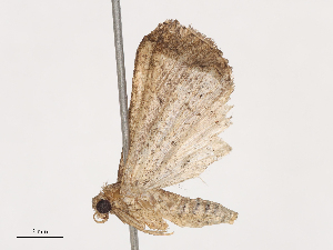  (Mastixis malaise8013 - CBG-A38535-A11)  @11 [ ] CreativeCommons - Attribution Share - Alike (2024) CBG Photography Group Centre for Biodiversity Genomics