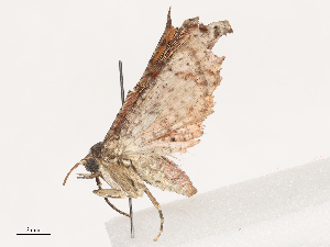  ( - CBG-A38535-F02)  @11 [ ] CreativeCommons - Attribution Share - Alike (2024) CBG Photography Group Centre for Biodiversity Genomics