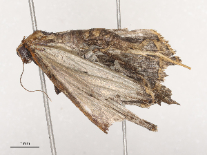  (Rejectaria malaise4843 - CBG-A38536-A04)  @11 [ ] CreativeCommons - Attribution Share - Alike (2024) CBG Photography Group Centre for Biodiversity Genomics