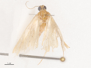  ( - CBG-A38536-C09)  @11 [ ] CreativeCommons - Attribution Share - Alike (2024) CBG Photography Group Centre for Biodiversity Genomics