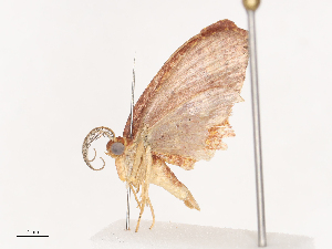  ( - CBG-A38536-D06)  @11 [ ] CreativeCommons - Attribution Share - Alike (2024) CBG Photography Group Centre for Biodiversity Genomics