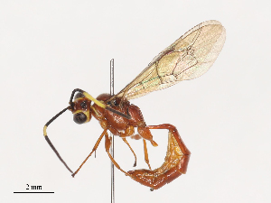  ( - CBG-A38536-D10)  @11 [ ] CreativeCommons - Attribution Share - Alike (2024) CBG Photography Group Centre for Biodiversity Genomics