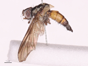  (Cryptomeigenia Malaise5606 - CBG-A38550-A04)  @11 [ ] CreativeCommons - Attribution Share - Alike (2024) CBG Photography Group Centre for Biodiversity Genomics