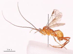  (Exasticolus Malaise7740 - CBG-A38550-E10)  @11 [ ] CreativeCommons - Attribution Share - Alike (2024) CBG Photography Group Centre for Biodiversity Genomics