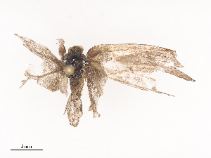  ( - CBG-A38551-E09)  @11 [ ] CreativeCommons - Attribution Share - Alike (2024) CBG Photography Group Centre for Biodiversity Genomics