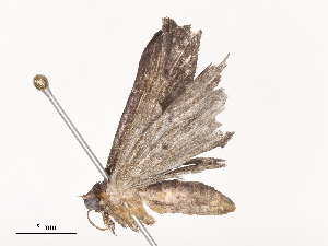  ( - CBG-A38551-F02)  @11 [ ] CreativeCommons - Attribution Share - Alike (2024) CBG Photography Group Centre for Biodiversity Genomics