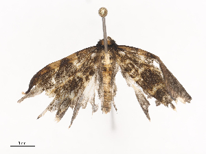  (Melanoscia Malaise5307 - CBG-A38551-F06)  @11 [ ] CreativeCommons - Attribution Share - Alike (2024) CBG Photography Group Centre for Biodiversity Genomics