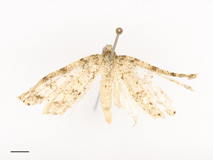  ( - CBG-A38551-F07)  @11 [ ] CreativeCommons - Attribution Share - Alike (2024) CBG Photography Group Centre for Biodiversity Genomics