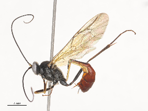  (Dusona INB-D01 - CBG-A38552-G04)  @11 [ ] CreativeCommons - Attribution Share - Alike (2024) CBG Photography Group Centre for Biodiversity Genomics