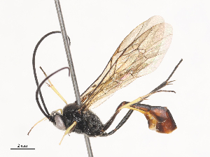  (Dusona SD-653 - CBG-A38552-G05)  @11 [ ] CreativeCommons - Attribution Share - Alike (2024) CBG Photography Group Centre for Biodiversity Genomics