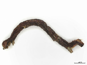  ( - CBG-A38553-H11)  @11 [ ] CreativeCommons - Attribution Share-Alike (2024) CBG Photography Group Centre for Biodiversity Genomics