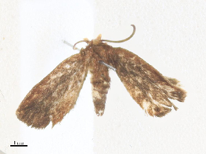  ( - CBG-A38554-F01)  @11 [ ] CreativeCommons - Attribution Share - Alike (2024) CBG Photography Group Centre for Biodiversity Genomics