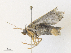  ( - CBG-A38555-D04)  @11 [ ] CreativeCommons - Attribution Share - Alike (2024) CBG Photography Group Centre for Biodiversity Genomics