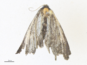  ( - CBG-A38555-D09)  @11 [ ] CreativeCommons - Attribution Share - Alike (2024) CBG Photography Group Centre for Biodiversity Genomics