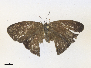  ( - CBG-A38555-E02)  @11 [ ] CreativeCommons - Attribution Share - Alike (2024) CBG Photography Group Centre for Biodiversity Genomics