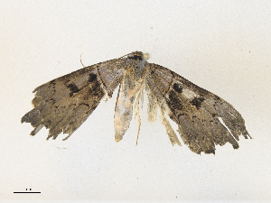  ( - CBG-A38555-E03)  @11 [ ] CreativeCommons - Attribution Share - Alike (2024) CBG Photography Group Centre for Biodiversity Genomics