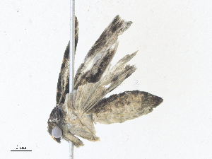  ( - CBG-A38555-E11)  @11 [ ] CreativeCommons - Attribution Share - Alike (2024) CBG Photography Group Centre for Biodiversity Genomics