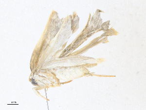  (Antaeotricha BioLep2091 - CBG-A38555-F09)  @11 [ ] CreativeCommons - Attribution Share - Alike (2024) CBG Photography Group Centre for Biodiversity Genomics