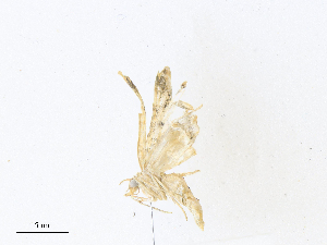  ( - CBG-A38555-F10)  @11 [ ] CreativeCommons - Attribution Share - Alike (2024) CBG Photography Group Centre for Biodiversity Genomics