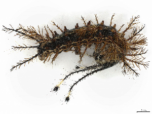  ( - CBG-A38556-H04)  @11 [ ] CreativeCommons - Attribution Share-Alike (2024) CBG Photography Group Centre for Biodiversity Genomics