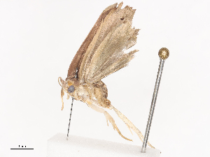  ( - CBG-A38558-B08)  @11 [ ] CreativeCommons - Attribution Share - Alike (2024) CBG Photography Group Centre for Biodiversity Genomics