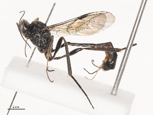  (Anomalon Malaise5611 - CBG-A38558-E09)  @11 [ ] CreativeCommons - Attribution Share - Alike (2024) CBG Photography Group Centre for Biodiversity Genomics