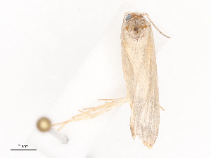  ( - CBG-A38559-H05)  @11 [ ] CreativeCommons - Attribution Share - Alike (2024) CBG Photography Group Centre for Biodiversity Genomics