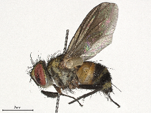  ( - CBG-A38560-D01)  @11 [ ] CreativeCommons - Attribution Share-Alike (2024) CBG Photography Group Centre for Biodiversity Genomics
