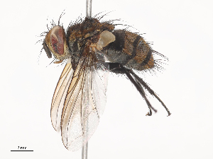  (Chrysoexorista Malaise8731 - CBG-A38560-E07)  @11 [ ] CreativeCommons - Attribution Share - Alike (2024) CBG Photography Group Centre for Biodiversity Genomics