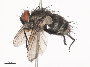  (Patelloa Malaise0427 - CBG-A38560-E10)  @11 [ ] CreativeCommons - Attribution Share - Alike (2024) CBG Photography Group Centre for Biodiversity Genomics