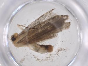  (noctBioLep01 BioLep2669 - CBG-A39080-E07)  @11 [ ] CreativeCommons - Attribution Share - Alike (2024) Centre for Biodiversity Genomics Centre for Biodiversity Genomics