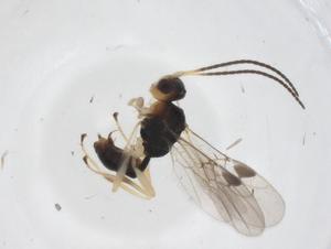  ( - CBG-A39084-B05)  @11 [ ] CreativeCommons - Attribution Share - Alike (2024) Centre for Biodiversity Genomics Centre for Biodiversity Genomics