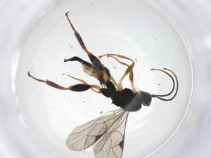  (Pimpla Malaise0191 - CBG-A39136-A12)  @11 [ ] CreativeCommons - Attribution Share - Alike (2024) Centre for Biodiversity Genomics Centre for Biodiversity Genomics