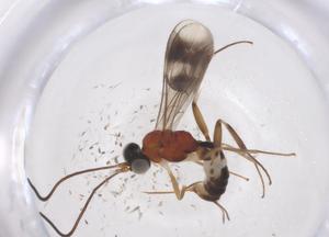  ( - CBG-A39146-C02)  @11 [ ] CreativeCommons - Attribution Share - Alike (2024) Centre for Biodiversity Genomics Centre for Biodiversity Genomics