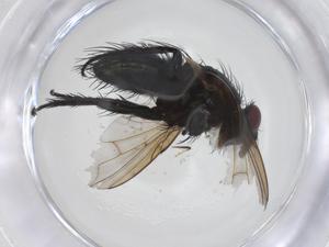  (Malaise01 Malaise8445 - CBG-A39153-E06)  @11 [ ] CreativeCommons - Attribution Share - Alike (2024) Centre for Biodiversity Genomics Centre for Biodiversity Genomics