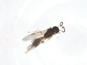  (Leiophron Malaise9729 - CBG-A39179-H08)  @11 [ ] CreativeCommons - Attribution Share - Alike (2024) Centre for Biodiversity Genomics Centre for Biodiversity Genomics