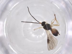  ( - CBG-A39182-F11)  @11 [ ] CreativeCommons - Attribution Share - Alike (2024) Centre for Biodiversity Genomics Centre for Biodiversity Genomics