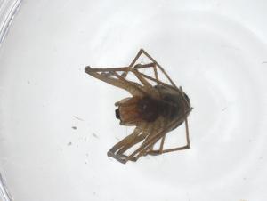  (Glenognatha sp. 1 FML - CBG-A39192-H07)  @11 [ ] CreativeCommons - Attribution Share - Alike (2024) Centre for Biodiversity Genomics Centre for Biodiversity Genomics